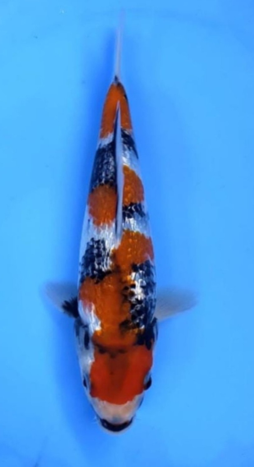 Juara 1