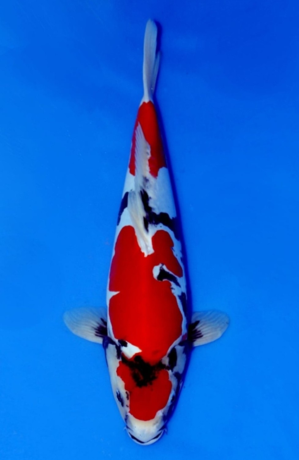 Juara 1