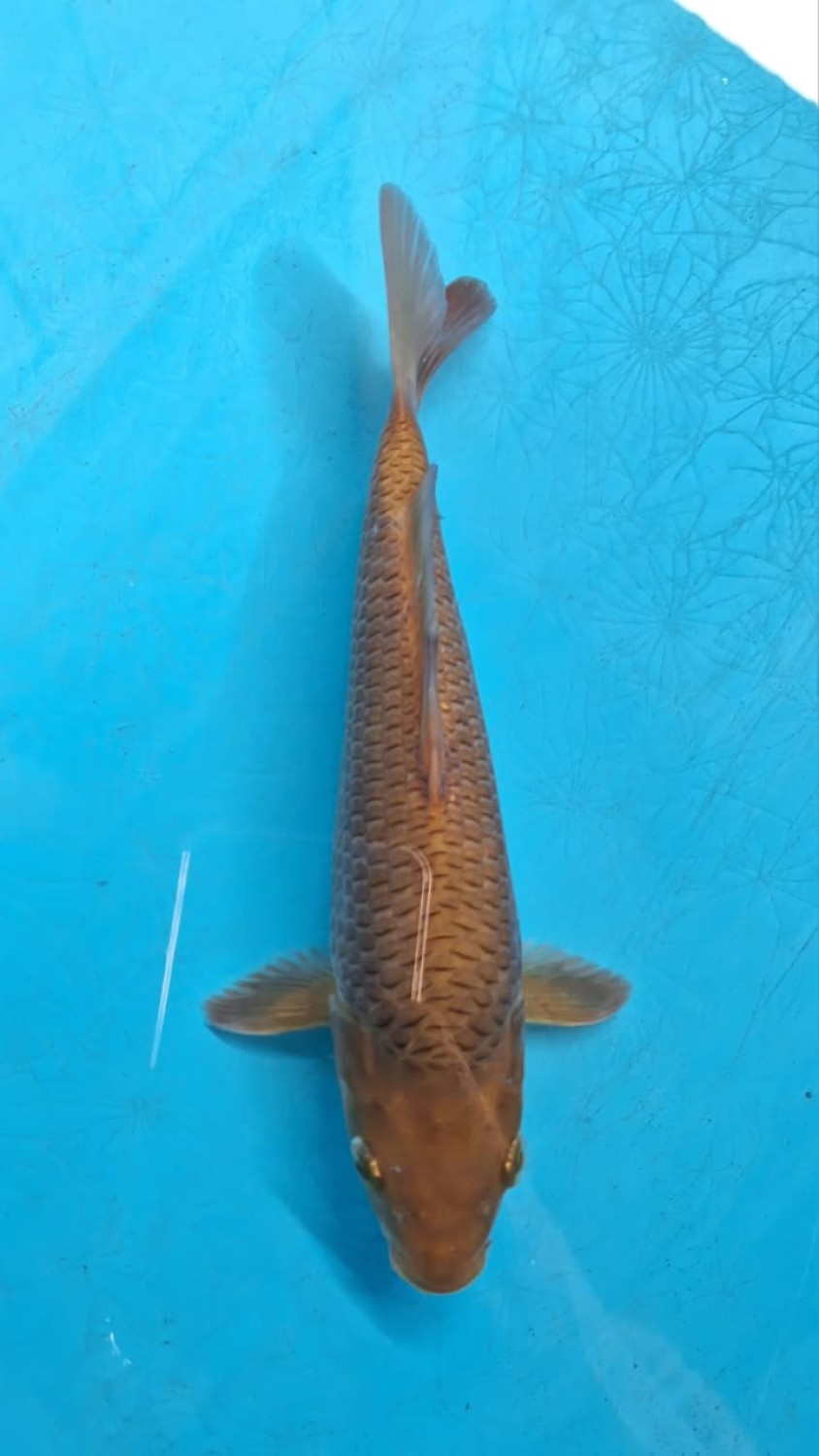 Juara 1