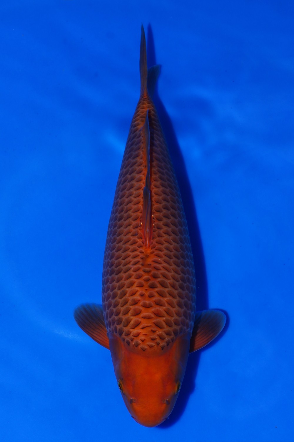 Juara 1