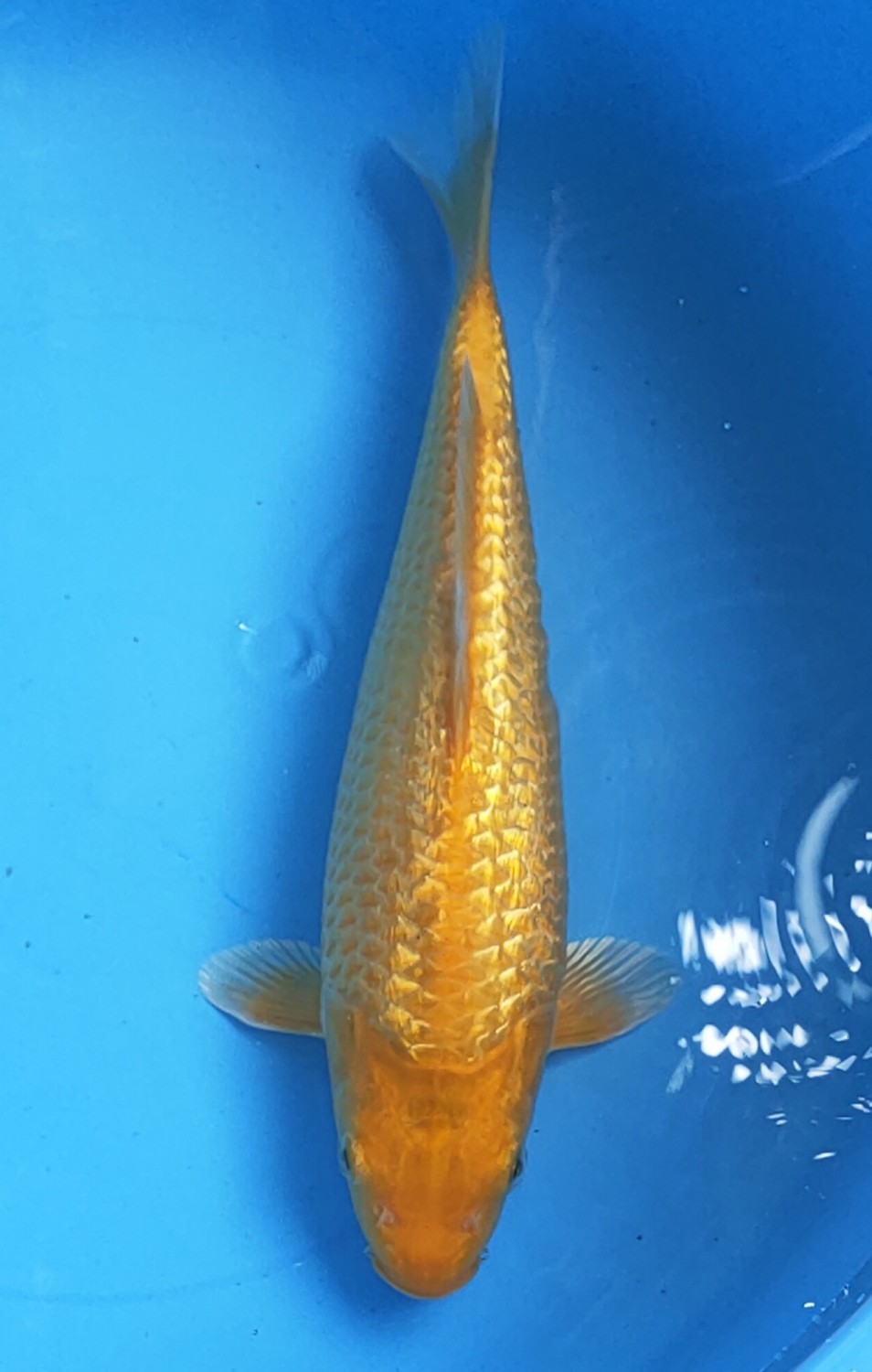 Juara 2