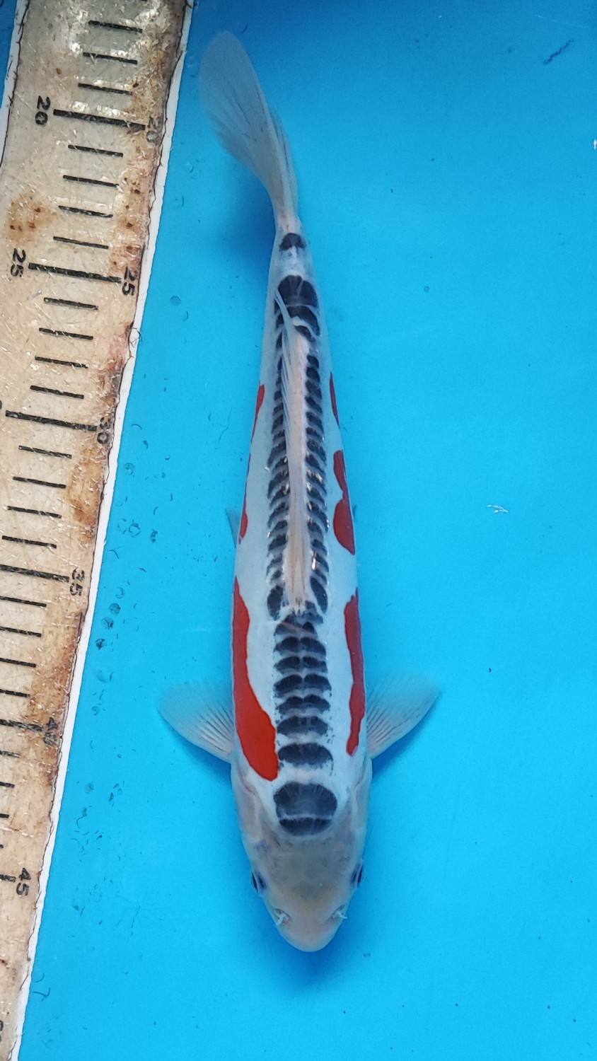 Best In Size D 26 - 30 cm