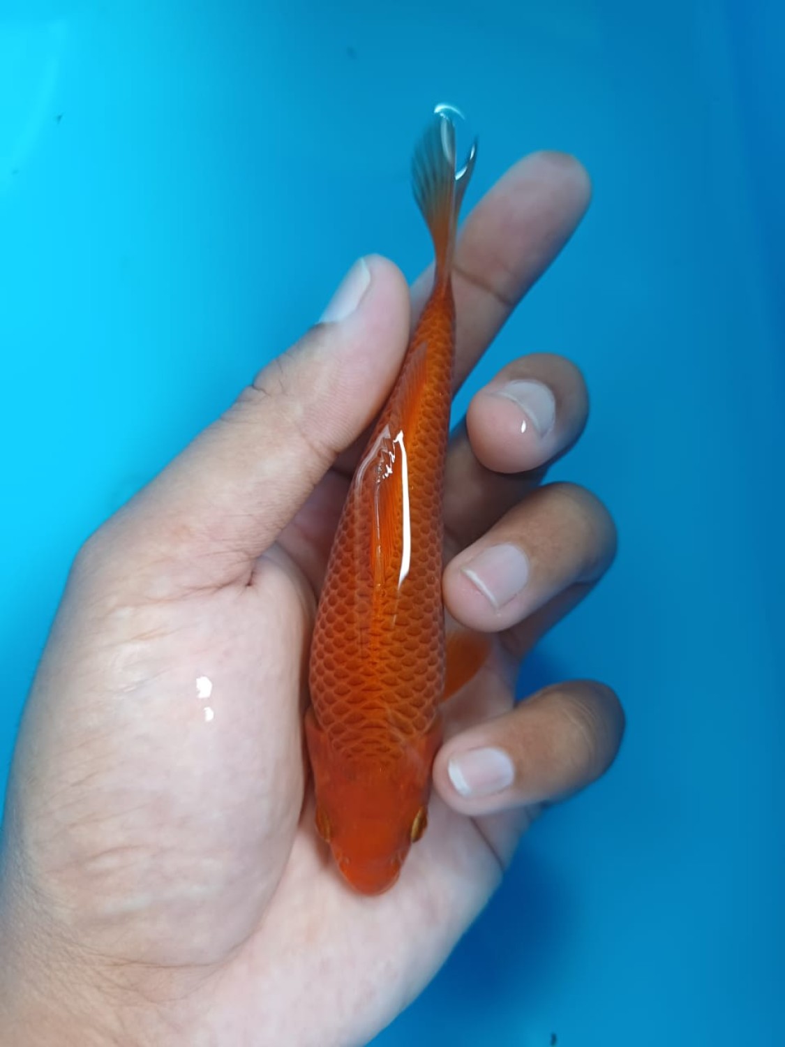Juara 2