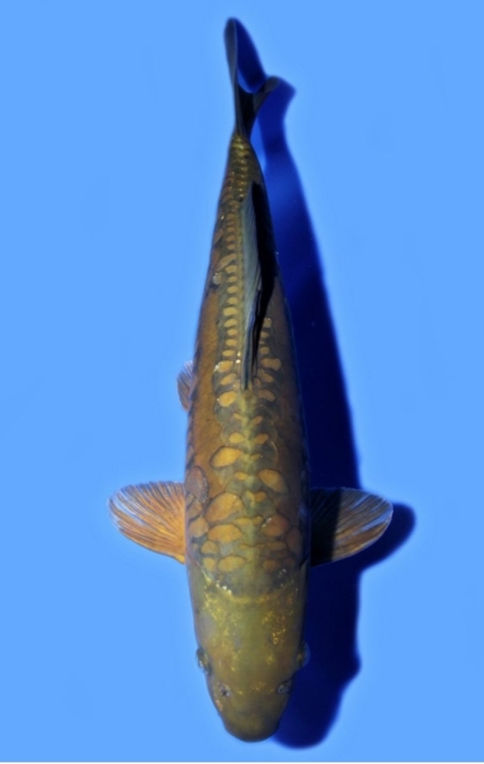 Juara 1