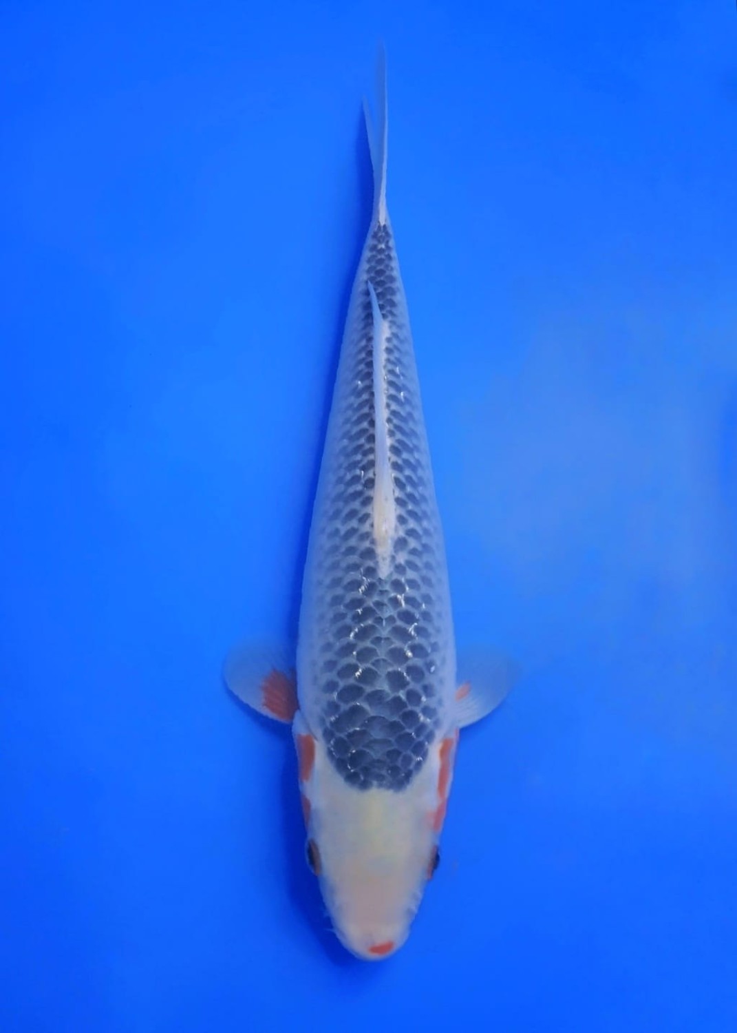 Juara 1
