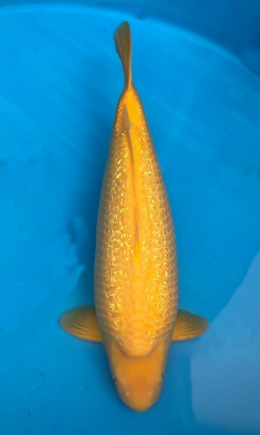 Juara 1