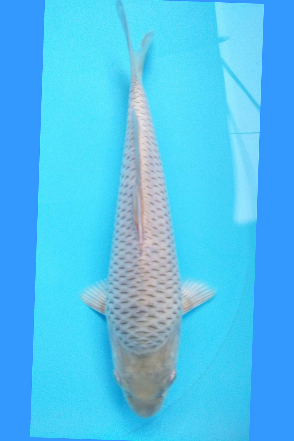 Juara 2