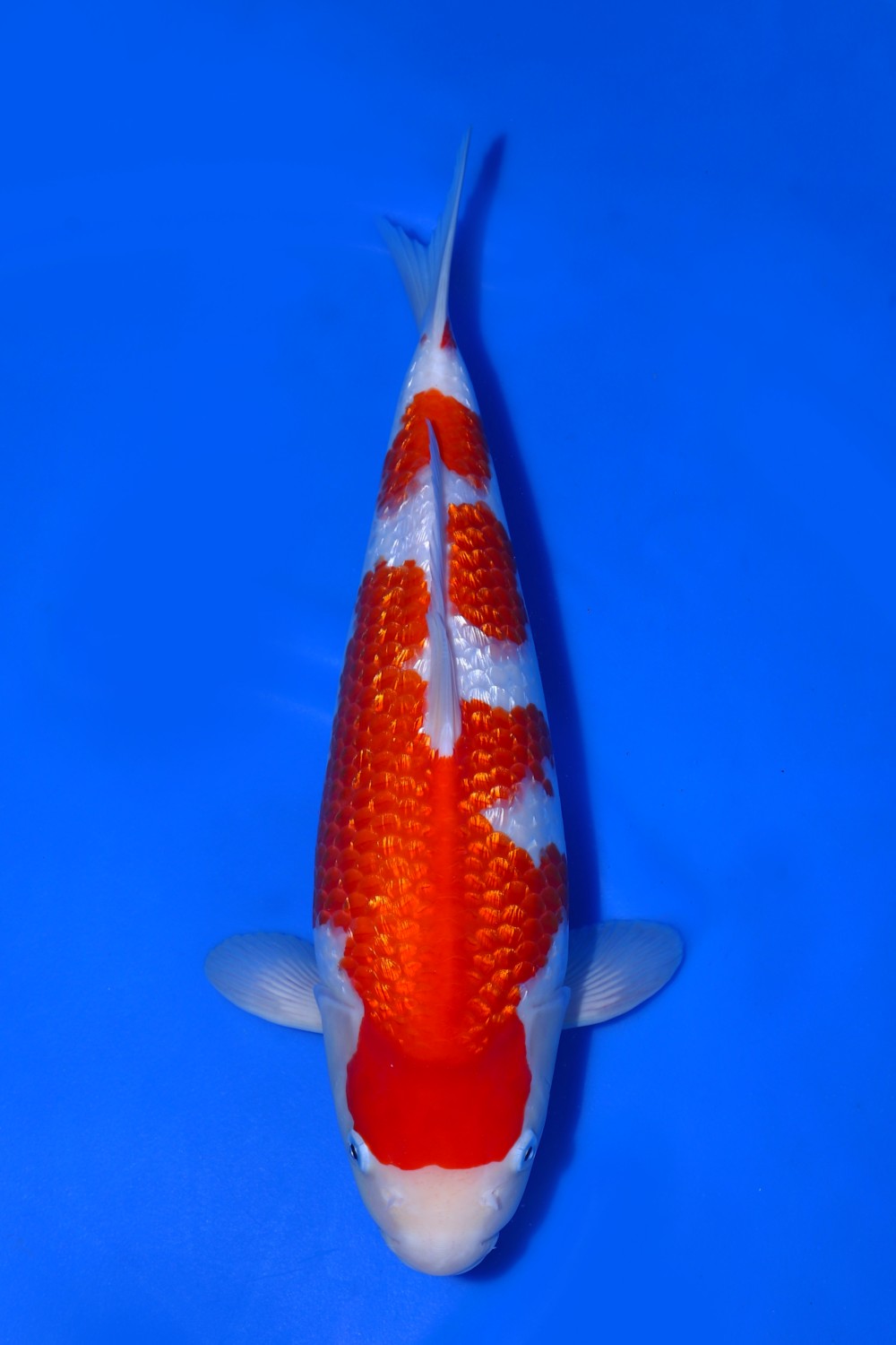 Juara 2