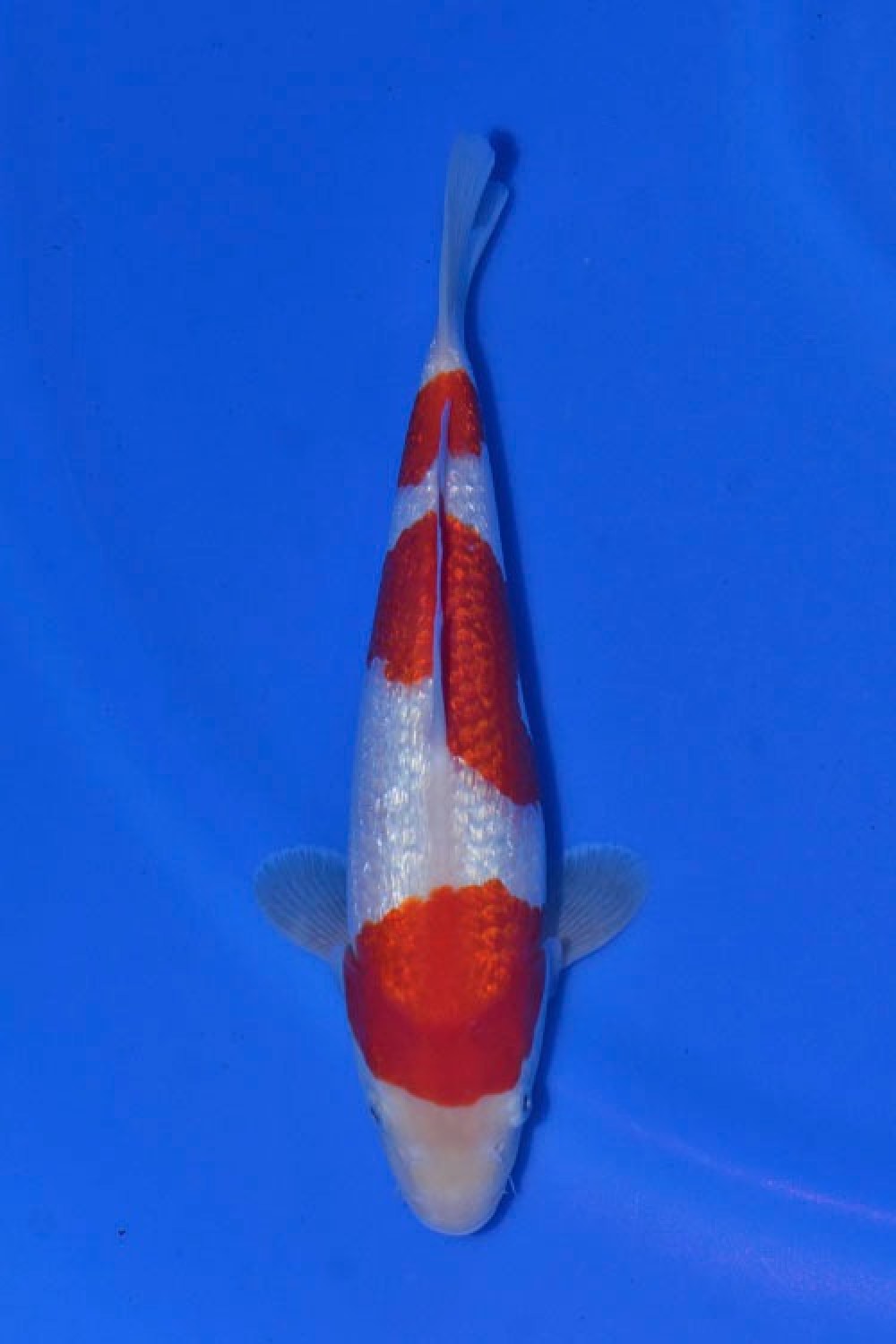 Juara 2