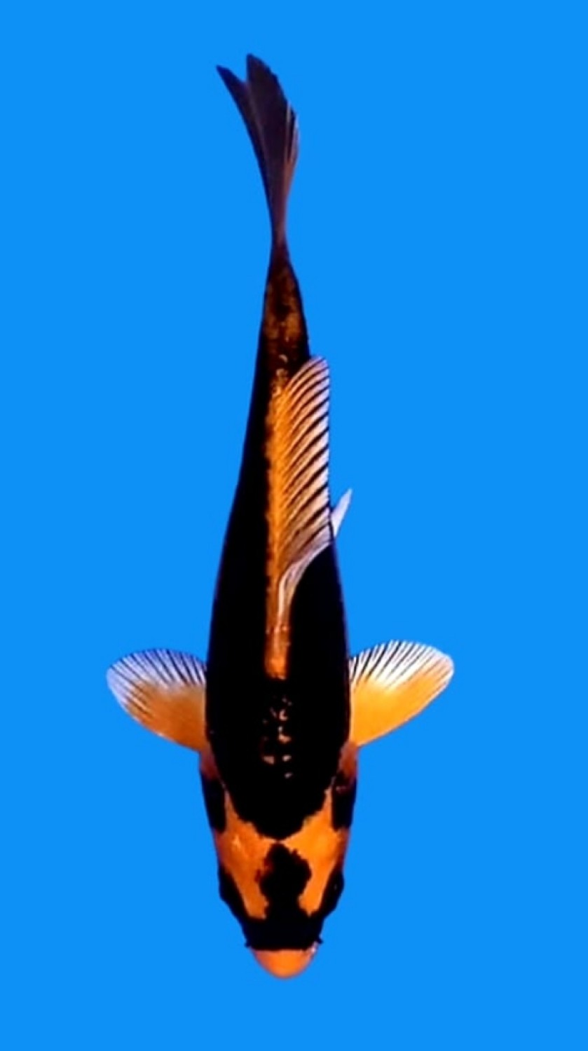 Juara 1