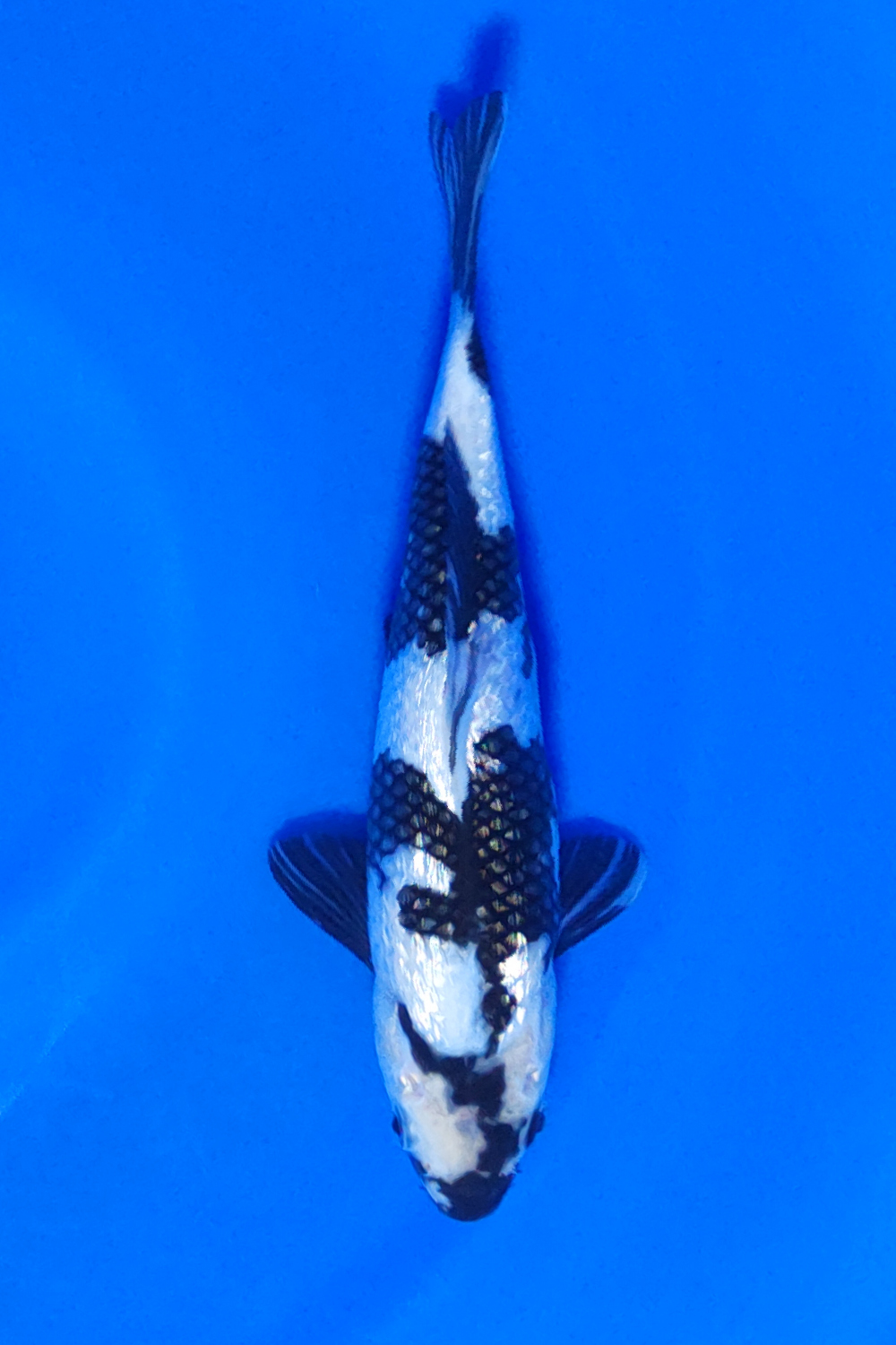 Juara 1