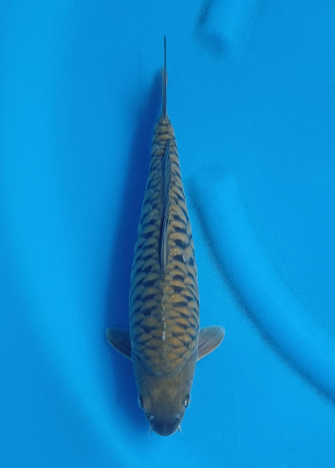 Juara 1