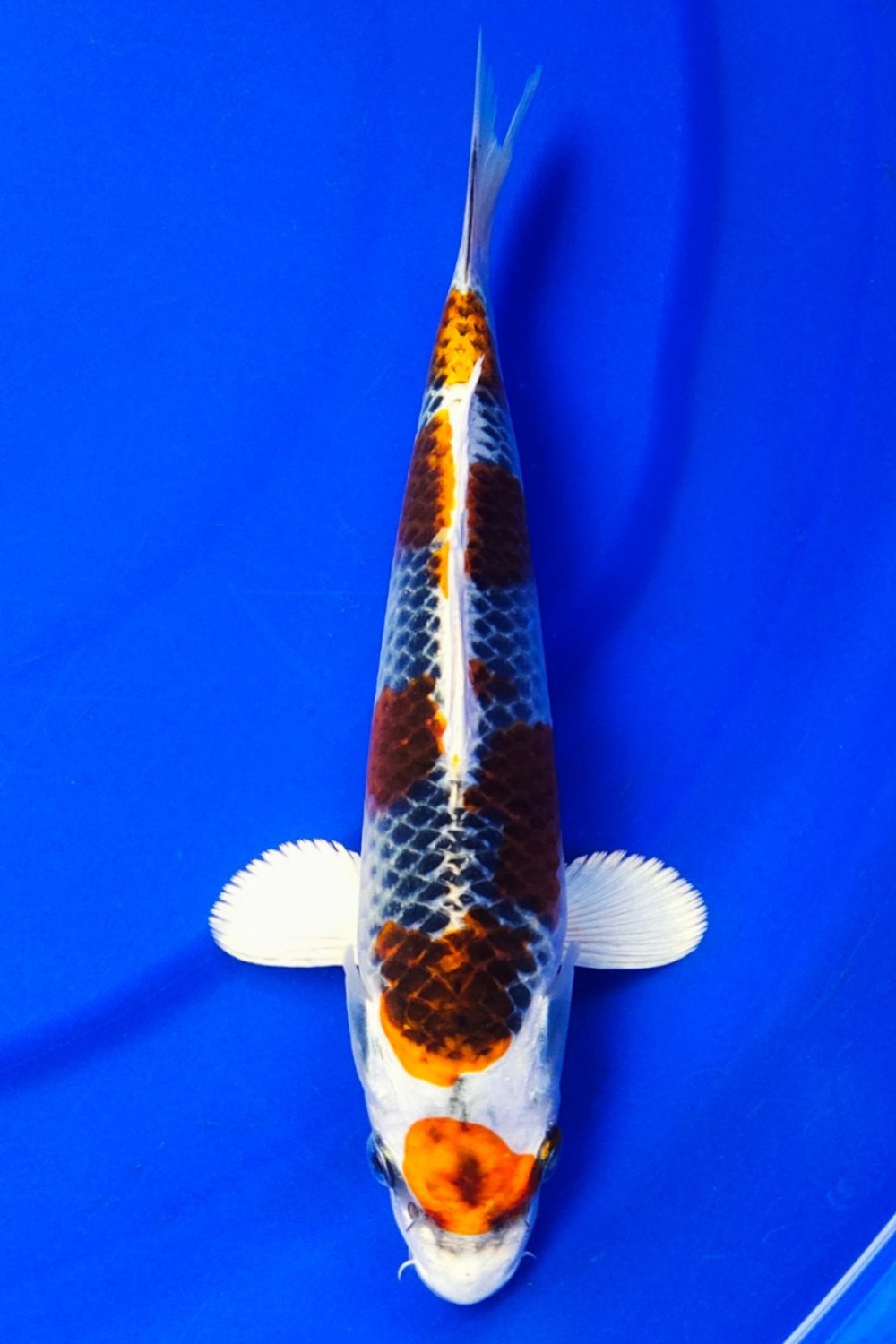 Juara 2