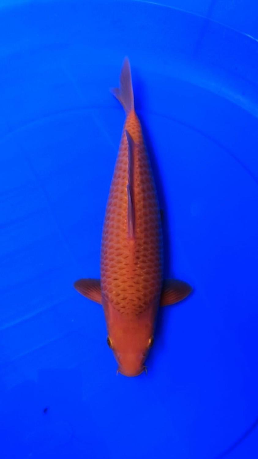 Juara 3