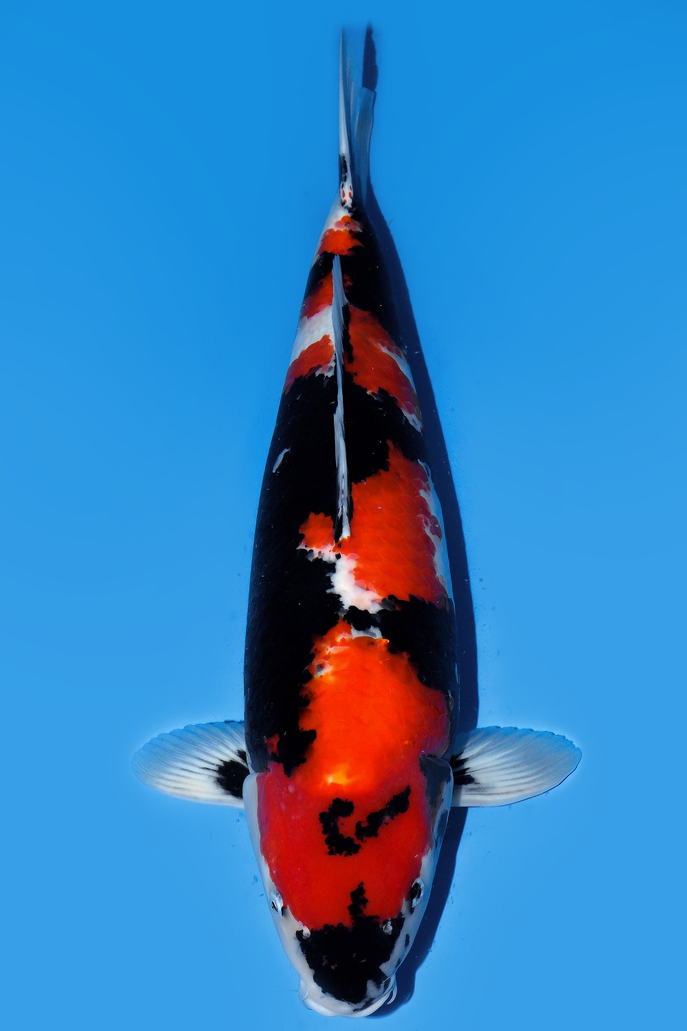 Juara 1