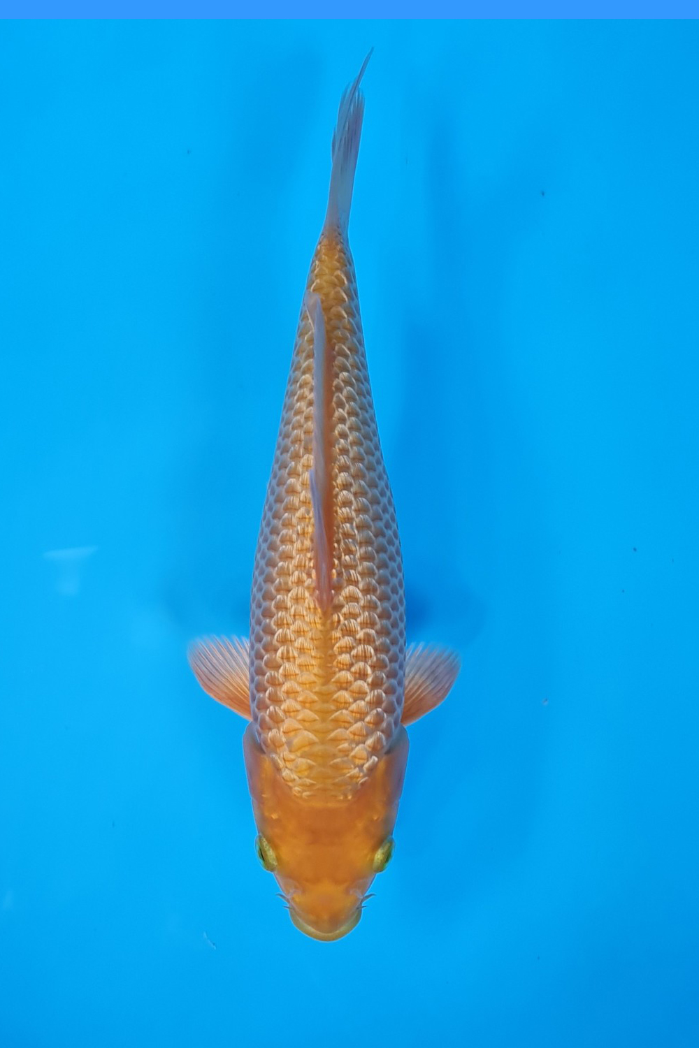 Juara 3
