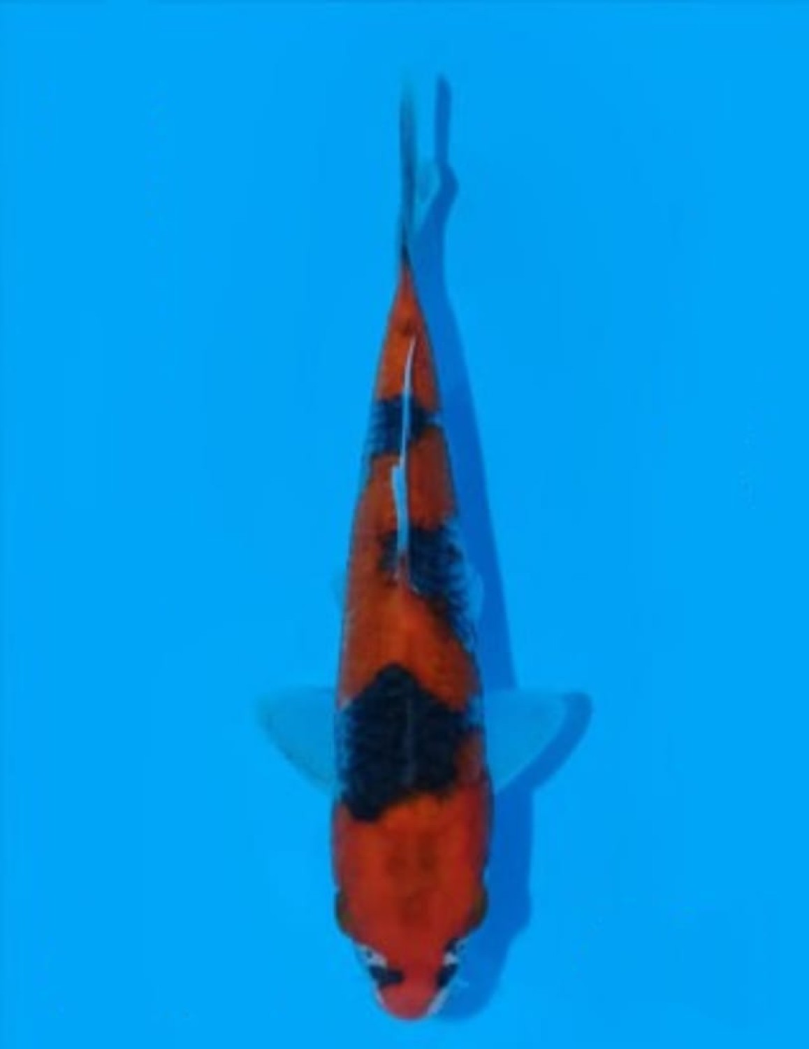 Juara 1