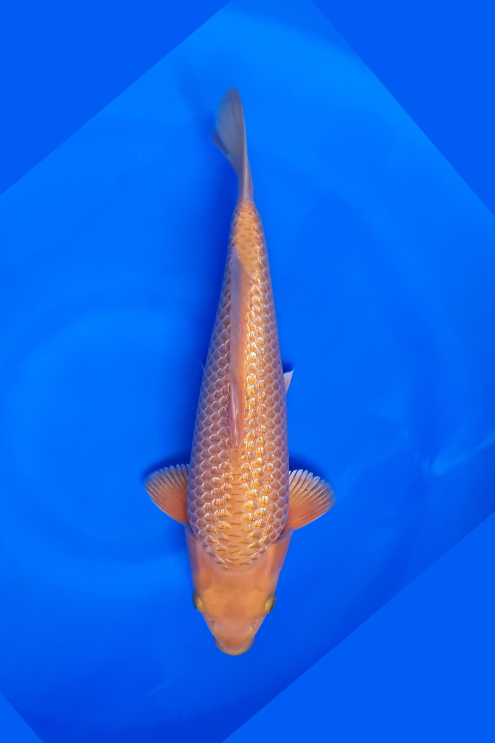 Best In Size E 31 - 35 cm