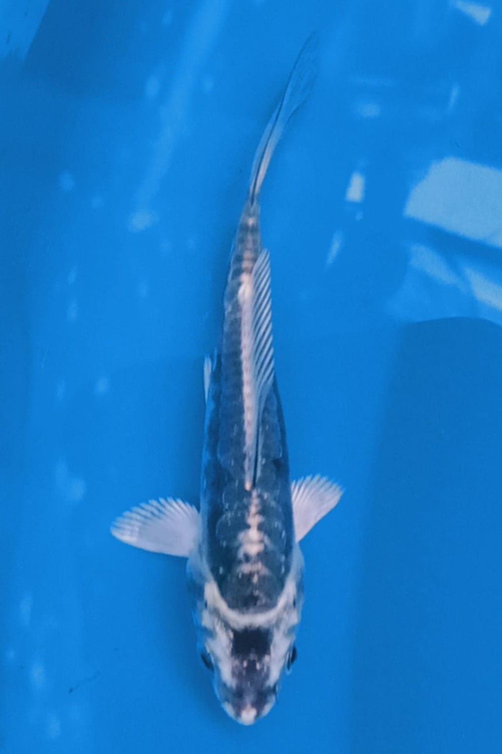 Juara 1