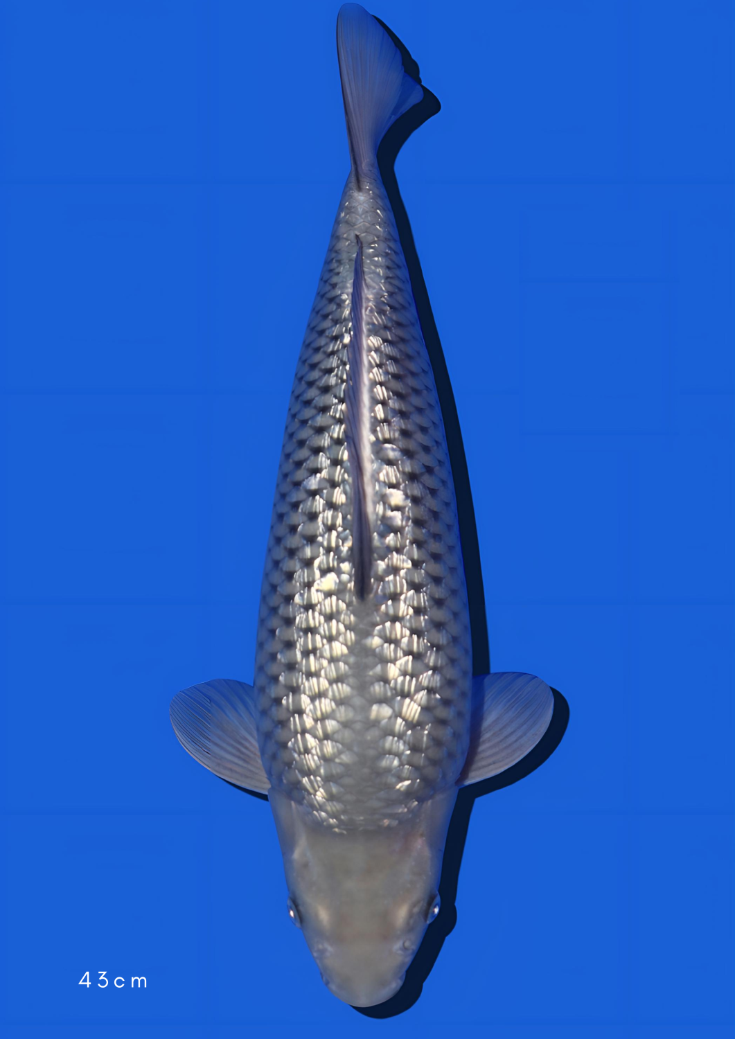 Juara 1
