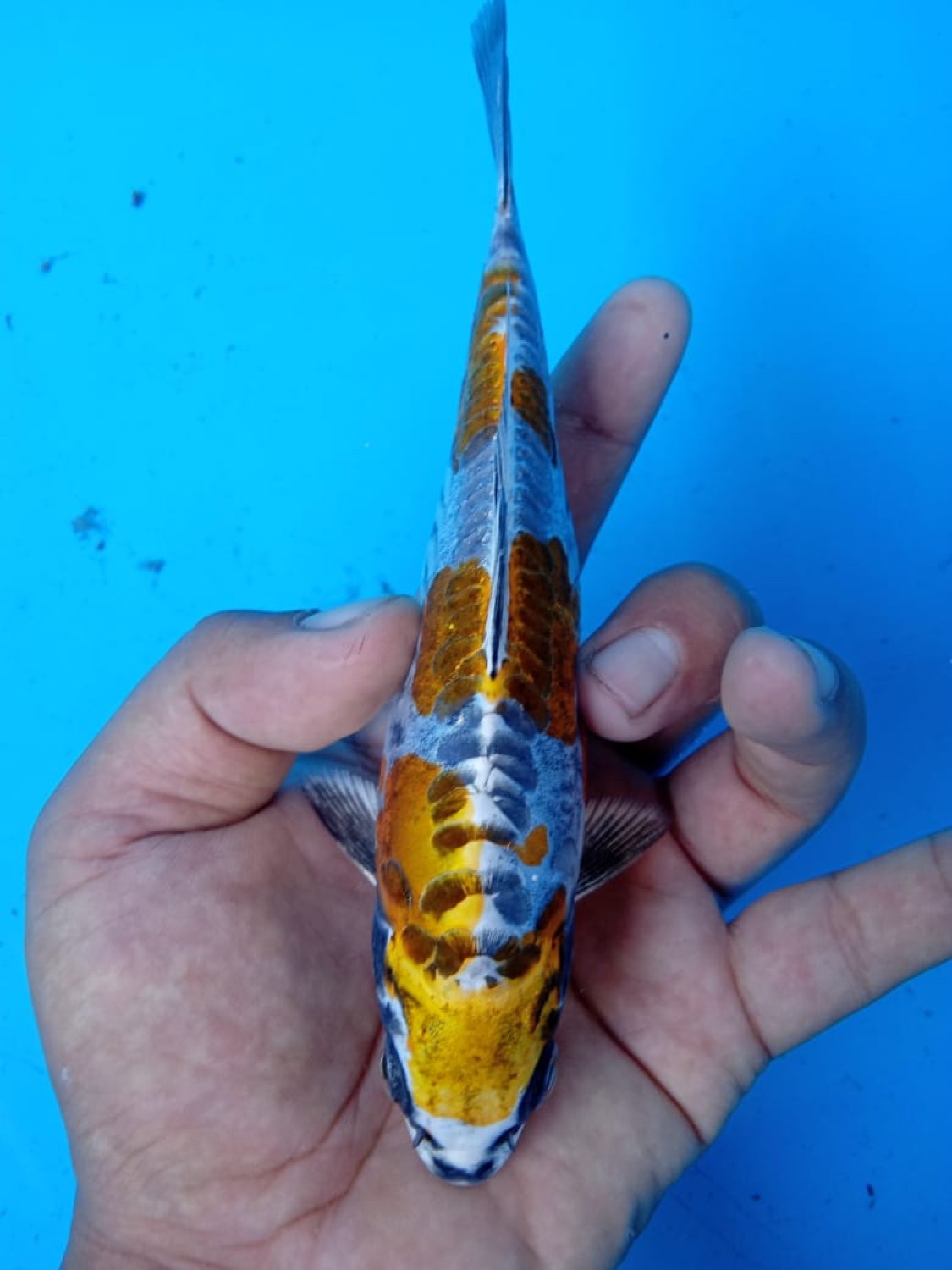 Juara 1