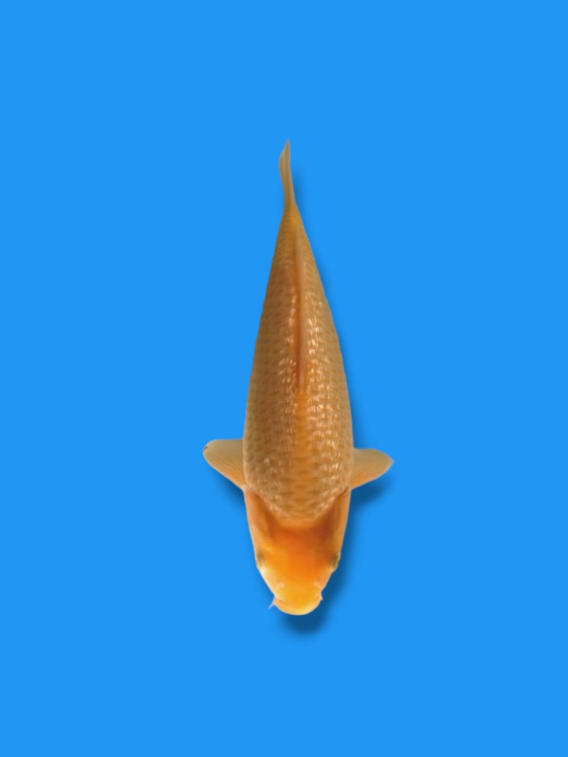 Juara 2