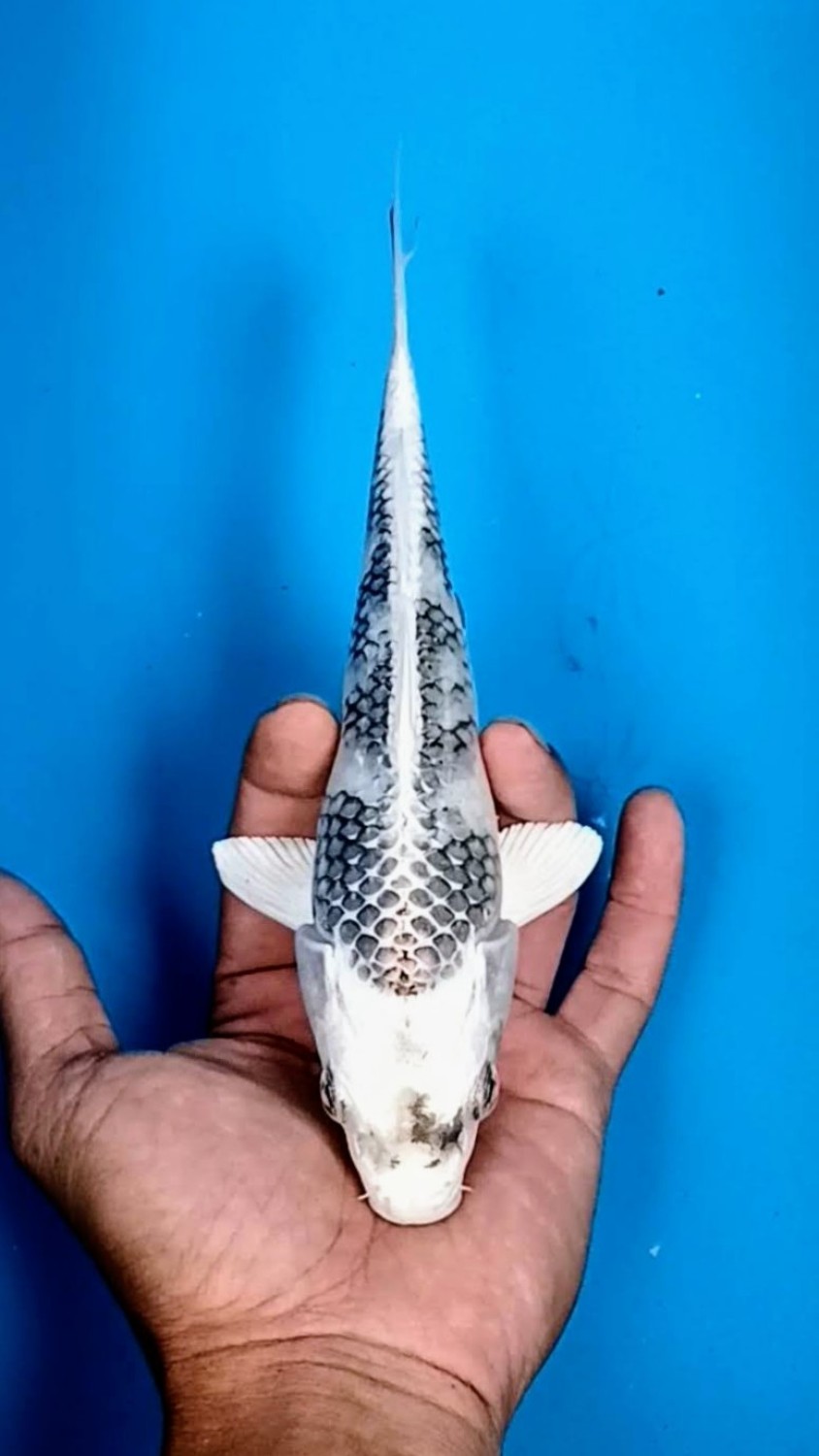 Juara 2