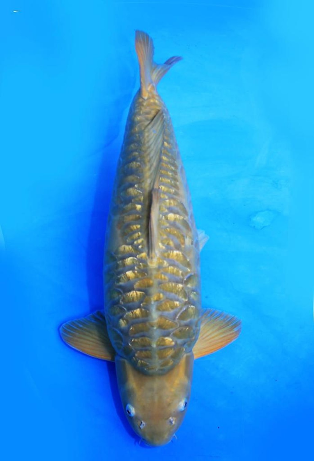Best In Size F 66 - 70 cm