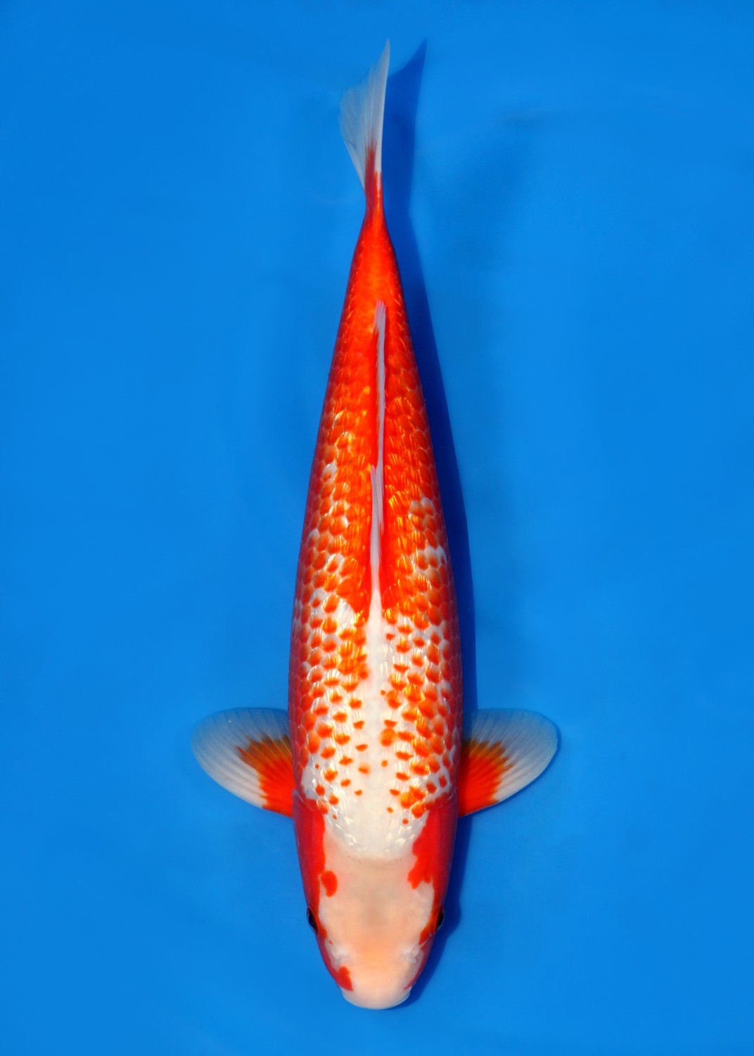 Juara 1