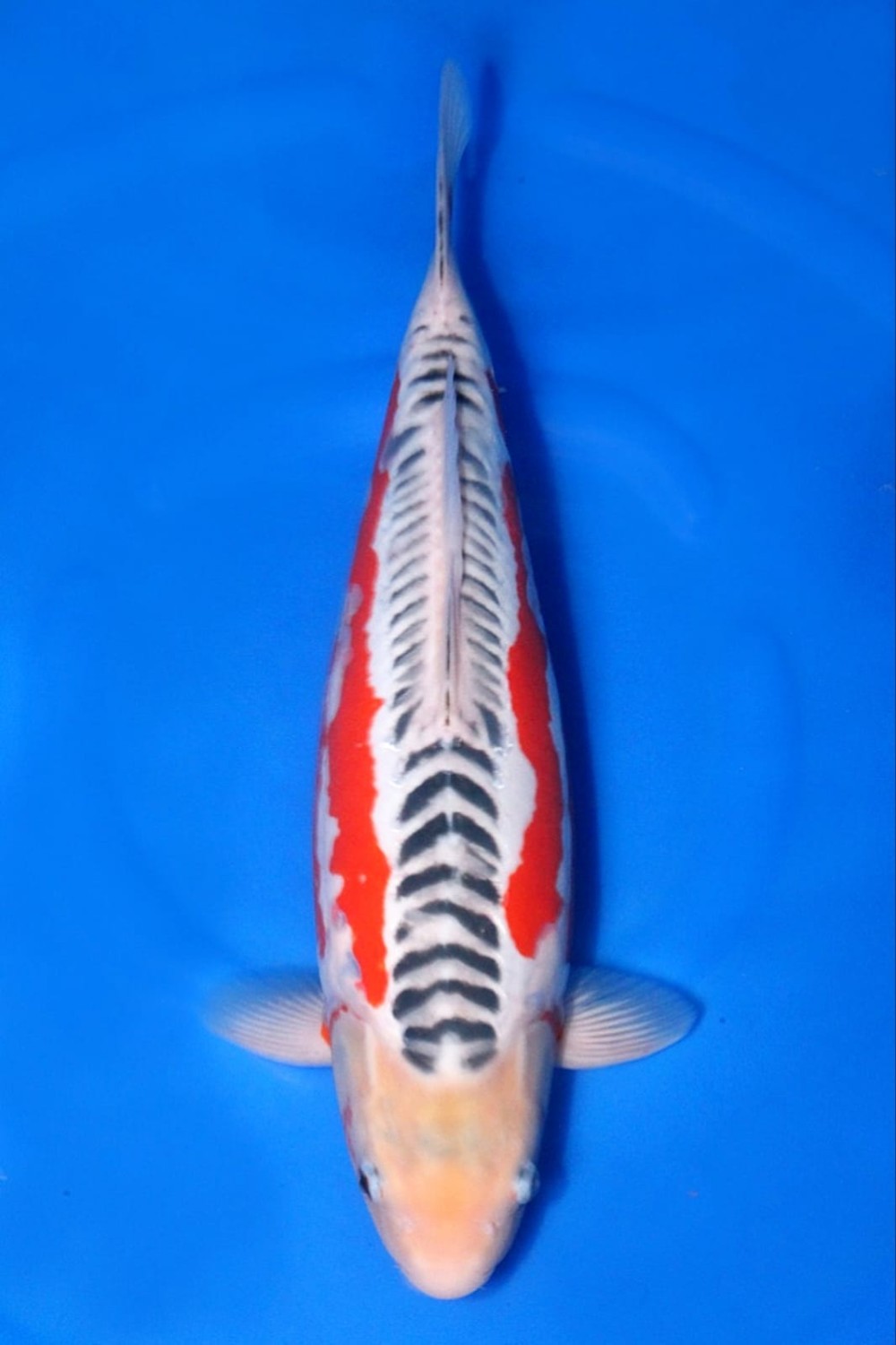 Juara 2