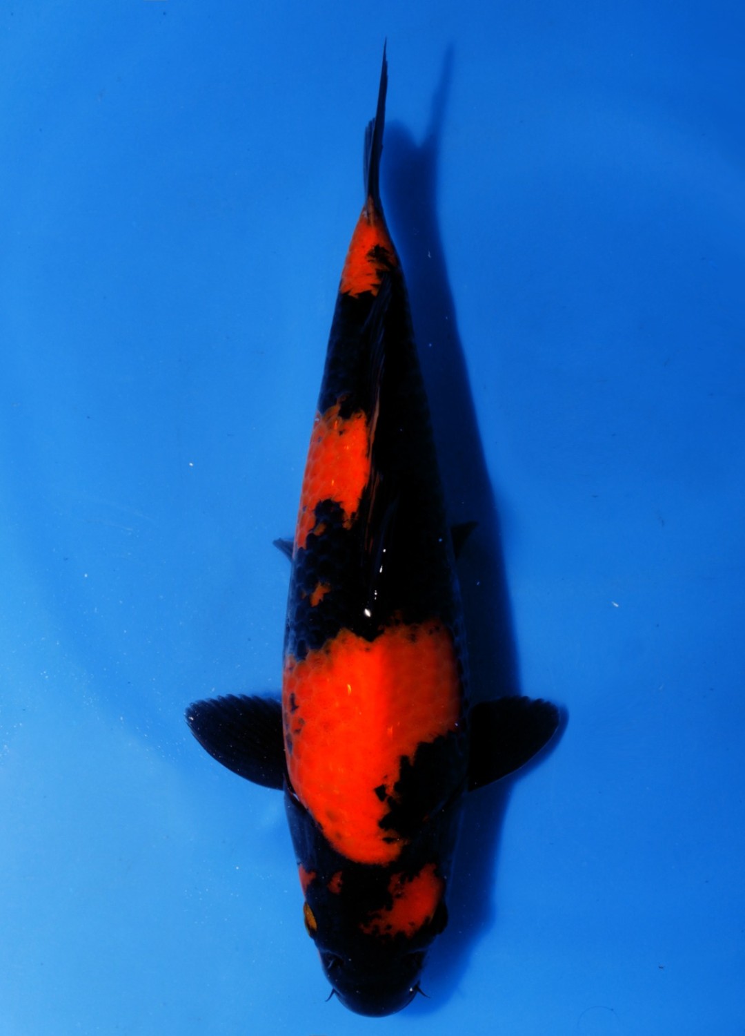 Juara 5