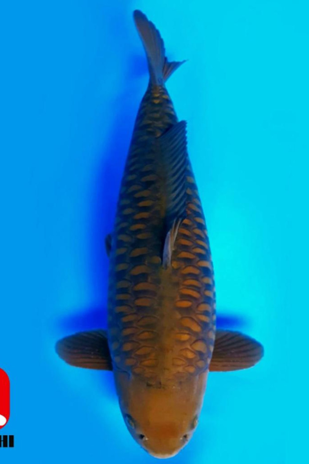 Best In Size F 56 - 60 cm