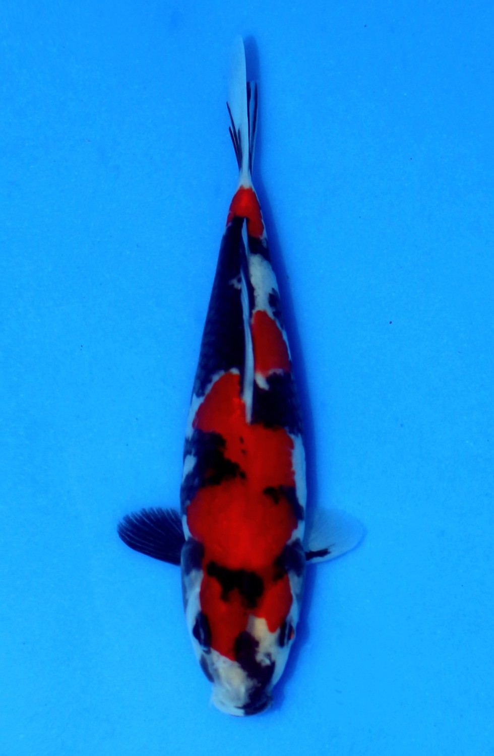 Best In Size A 13 - 15 cm