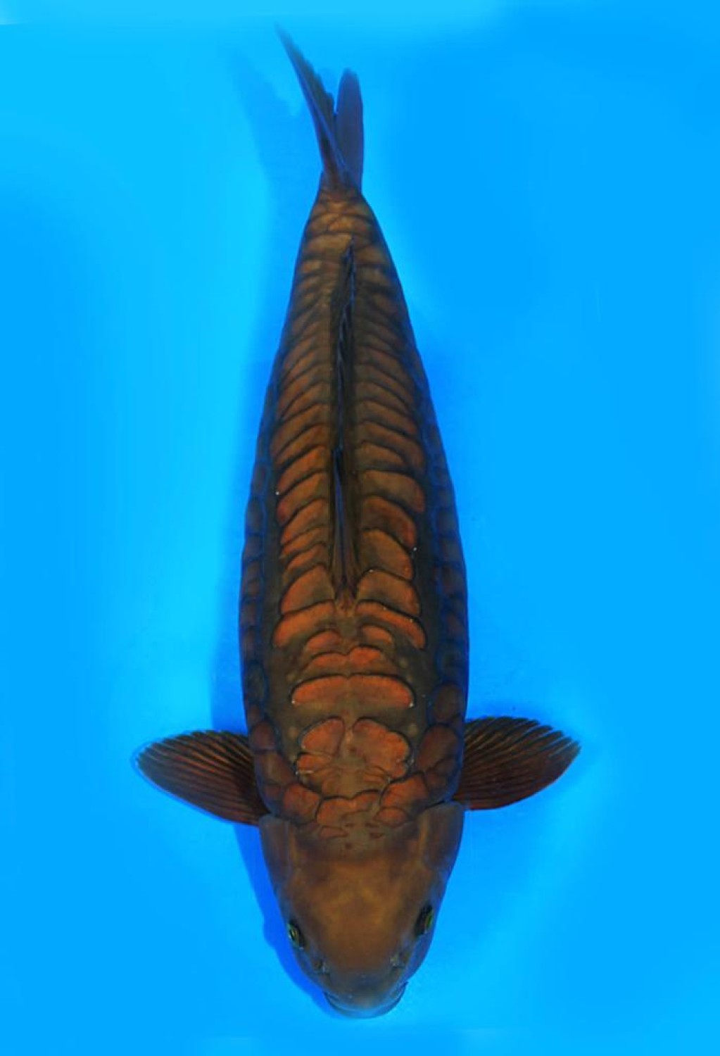 Best In Size F 51 - 55 cm