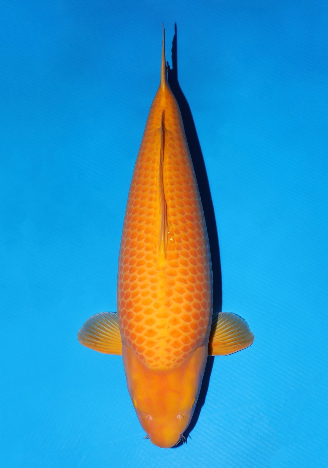 Best In Size E 66 - 70 cm