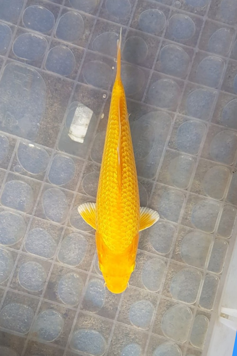 Best In Size E 16 - 20 cm