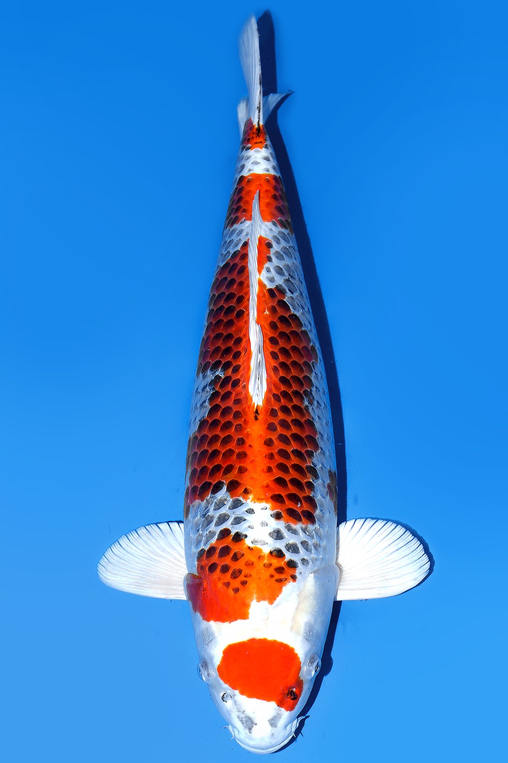Juara 1