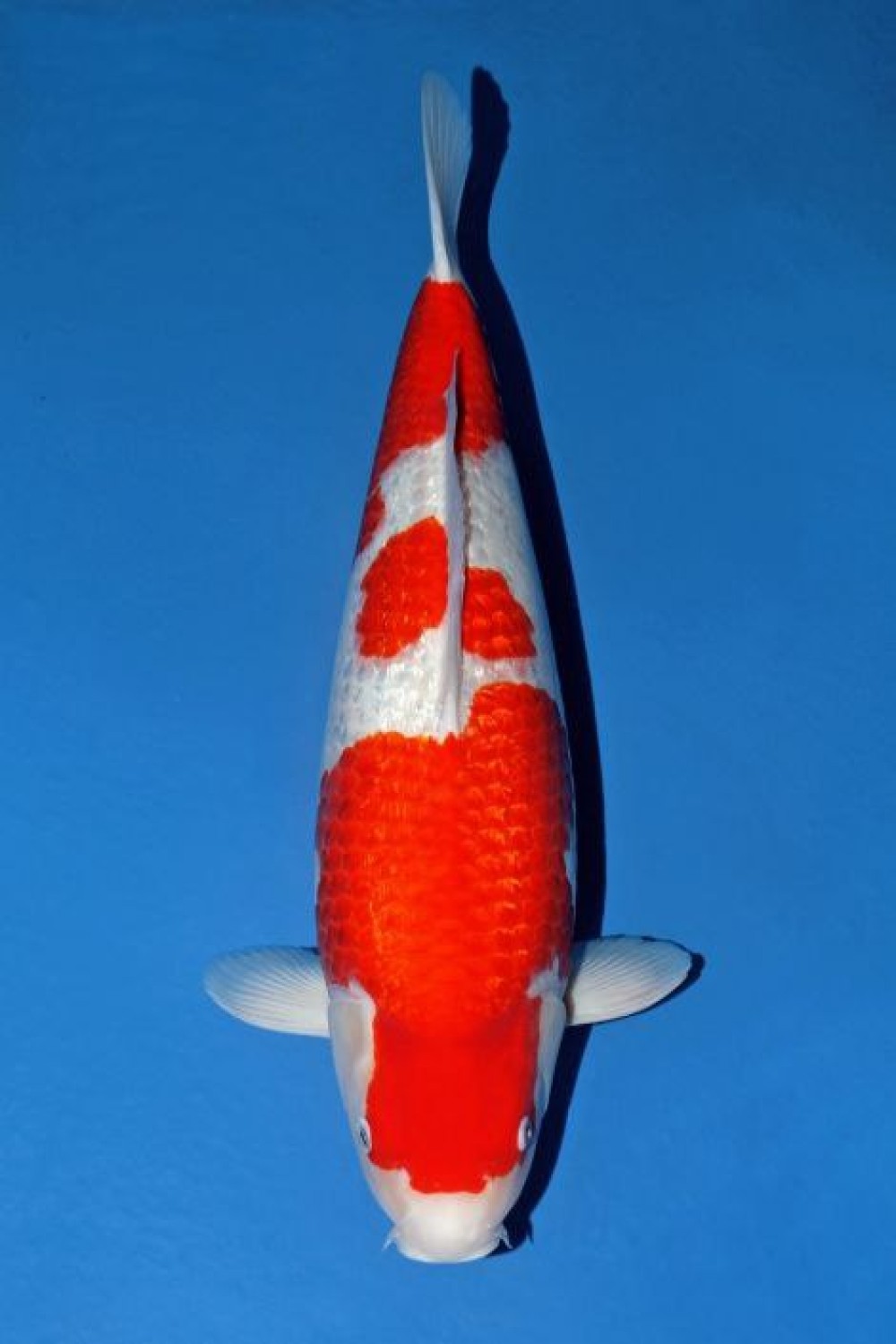 Juara 2