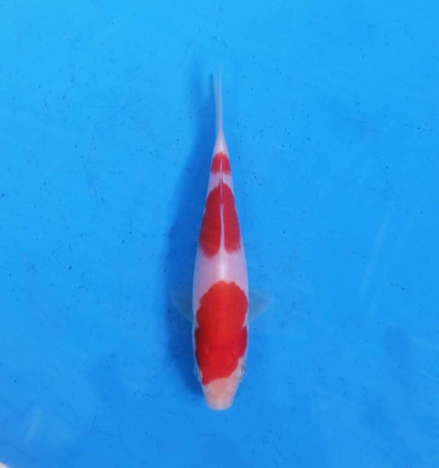 Best In Size A Up To 12 cm