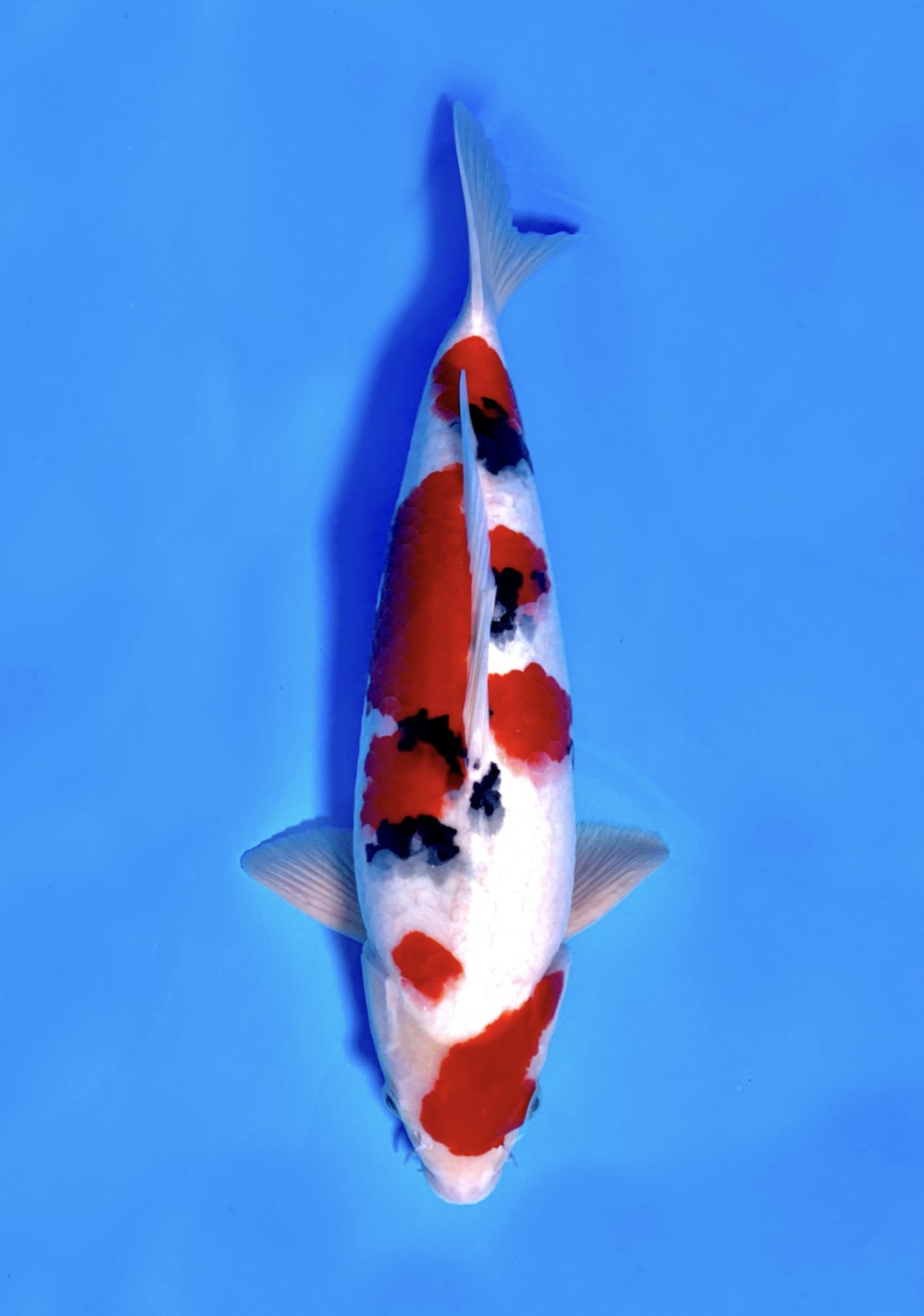 Juara 1