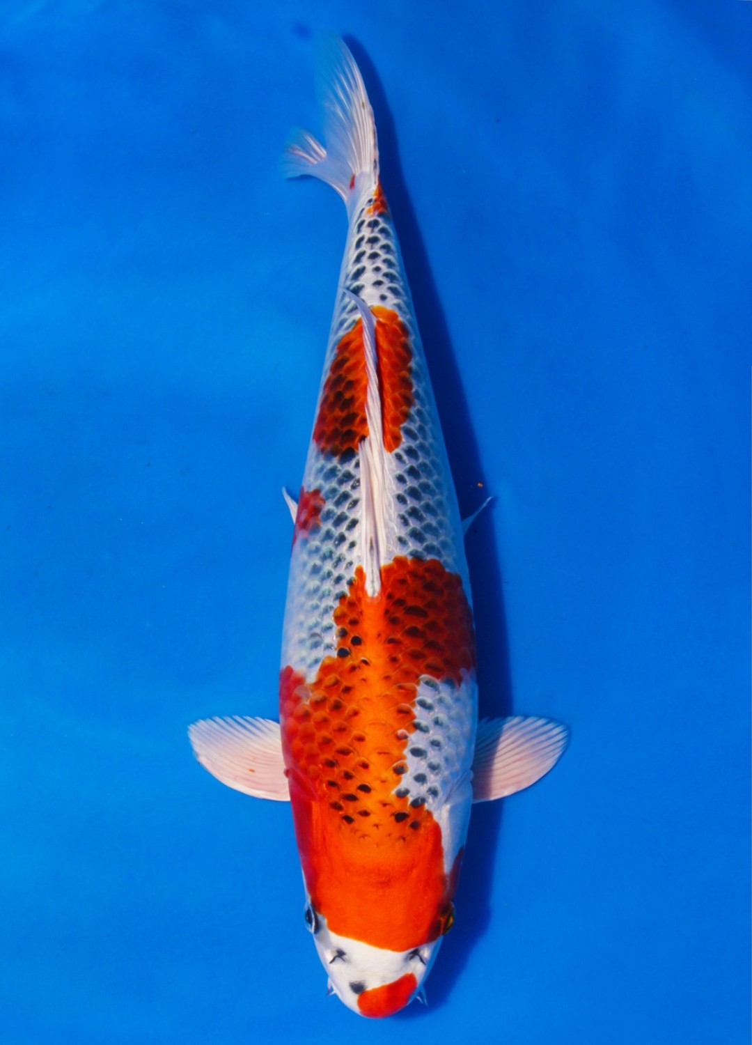Juara 1