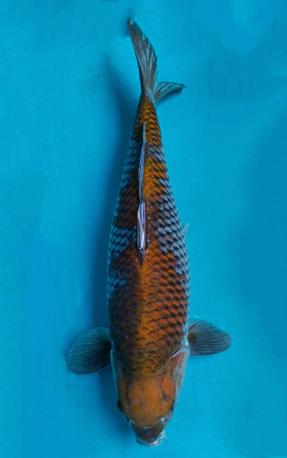 Juara 1