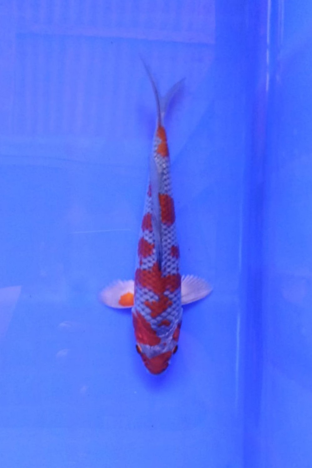 Juara 1