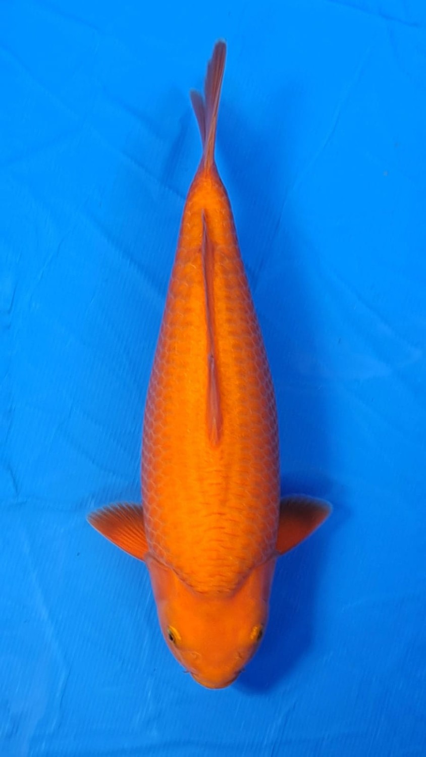 Juara 2