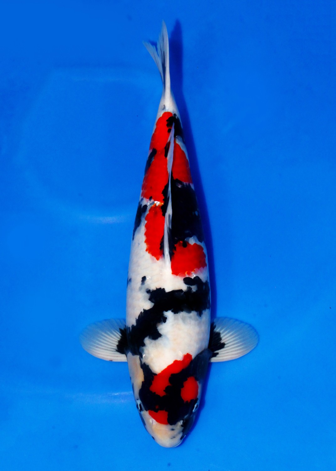 Best In Size A 51 - 55 cm