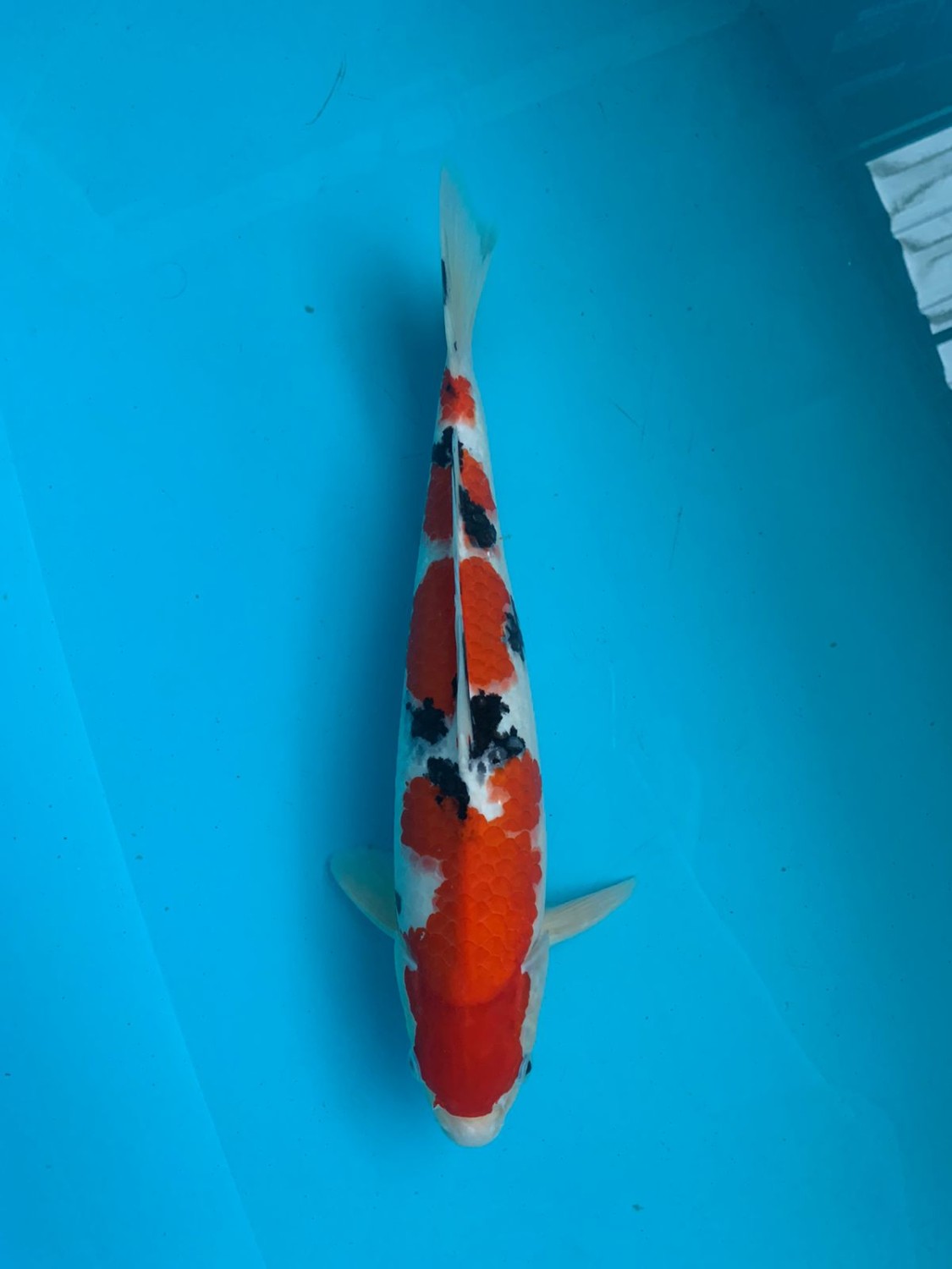 Juara 2