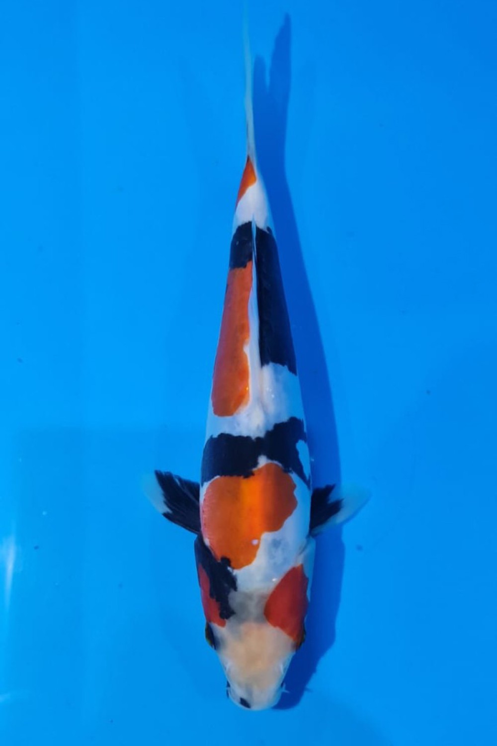 Juara 2