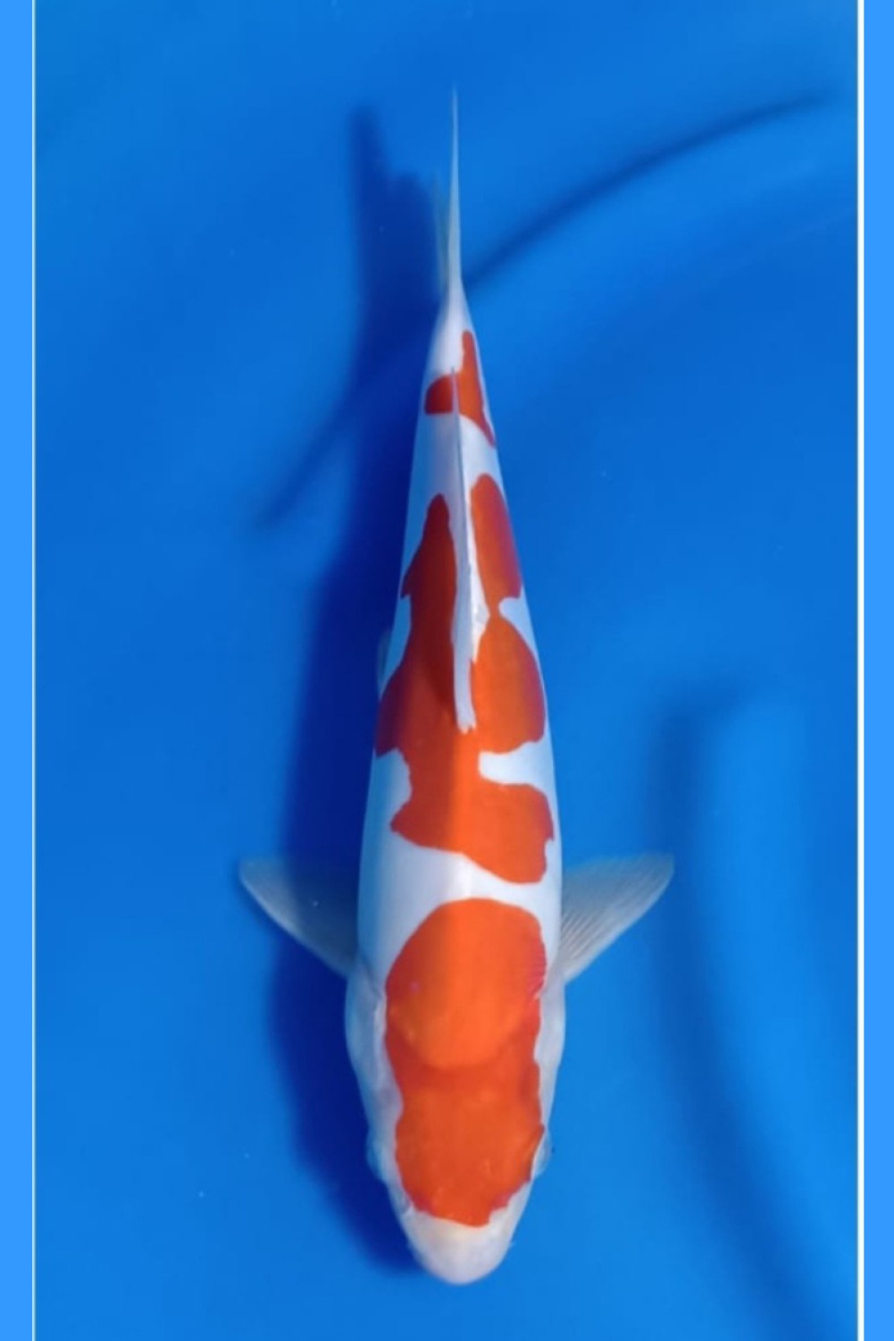 Juara 5