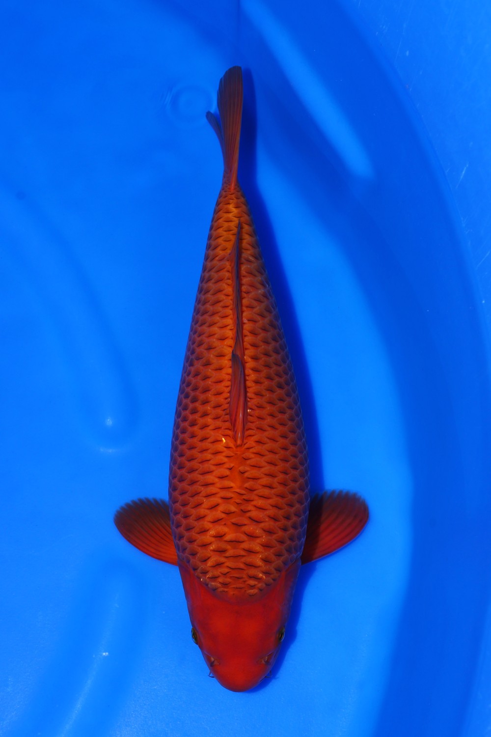 Juara 1
