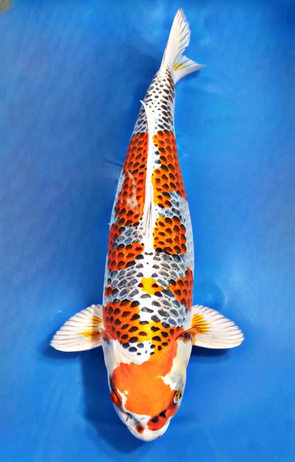 Juara 1